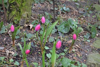 botaniske tulipaner 1. marts 2020 - alt for tidlig